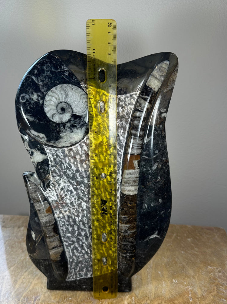 Ammonite Fossils in Matrix Sculpture