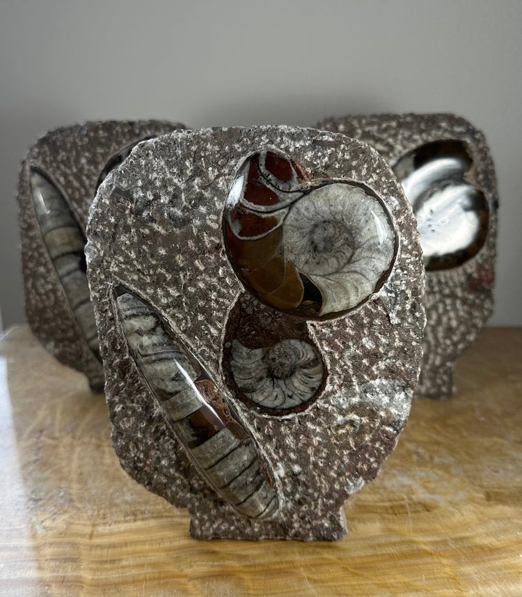 Ammonite Fossils in Matrix Sculpture
