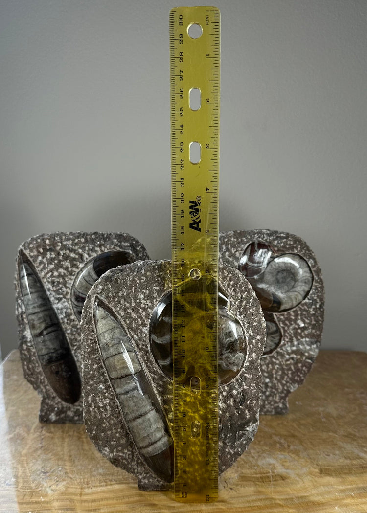 Ammonite Fossils in Matrix Sculpture