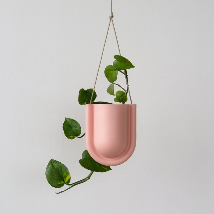Pink misewell portico planter in a decorative pot, perfect for indoor or outdoor plant display.
