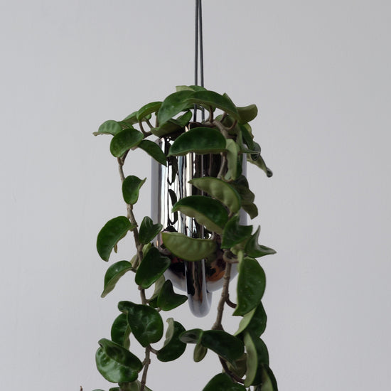 Misewell chrome Portico planter with sleek, modern design, ideal for indoor or outdoor use in pots and planters collection.