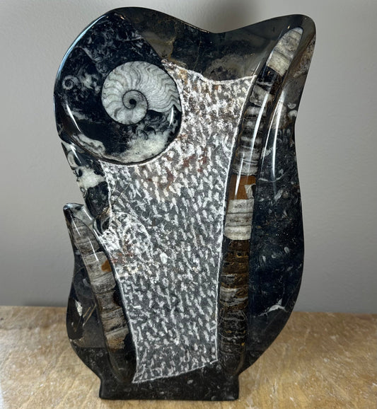 Ammonite Fossils in Matrix Sculpture