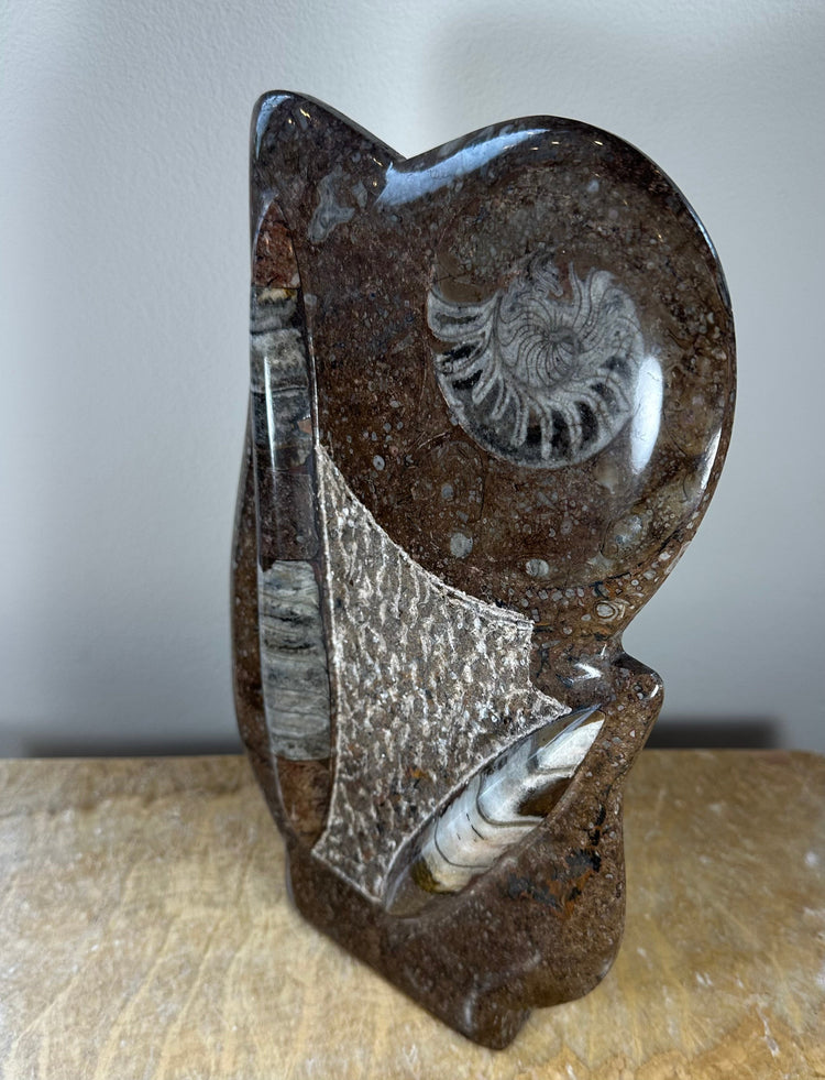 Ammonite Fossils in Matrix Sculpture