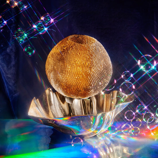 Coral Lamp - Modern Home & Kitchen